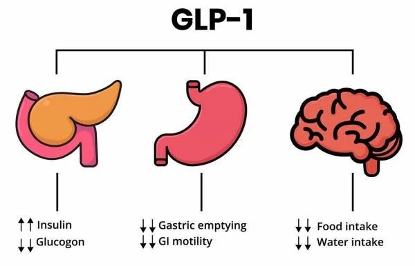 GLP-1-Signalweg schematisch dargestellt