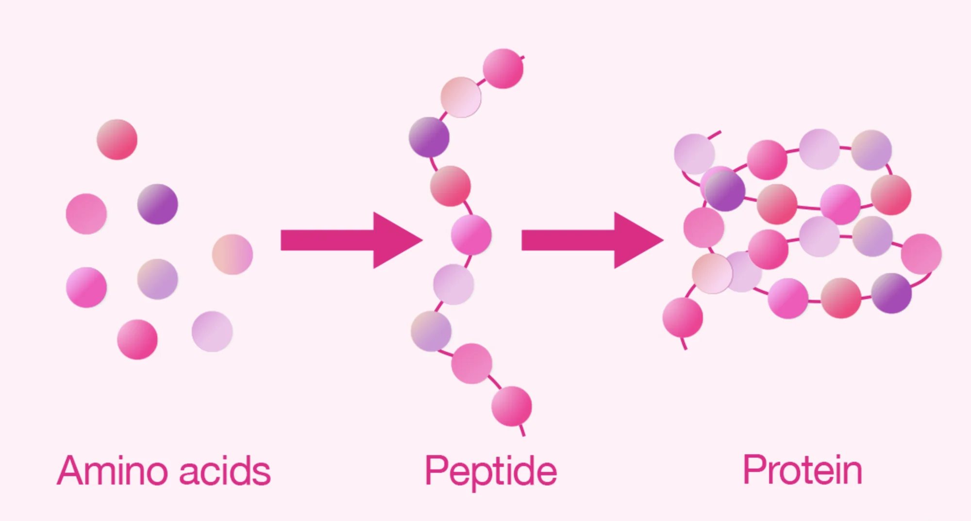 Übersicht der Peptid-Kategorien und ihrer Signalwege