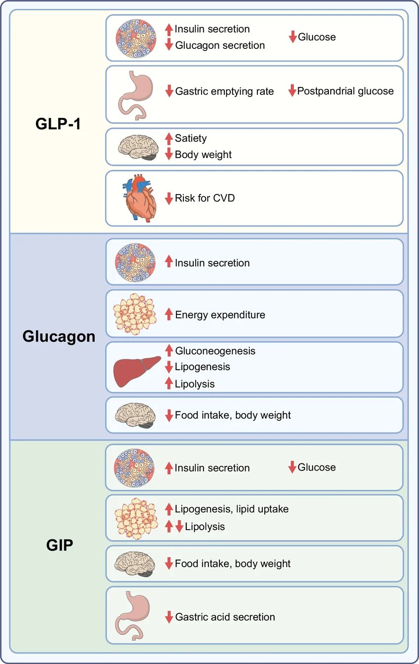 Mechanismen von GLP-1, GIP und Glucagon im Überblick